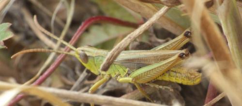 Réf. 275 870 : Pseudochorthippus parallelus parallelus